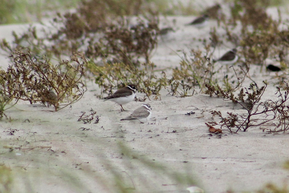 Piping Plover - ML623968795