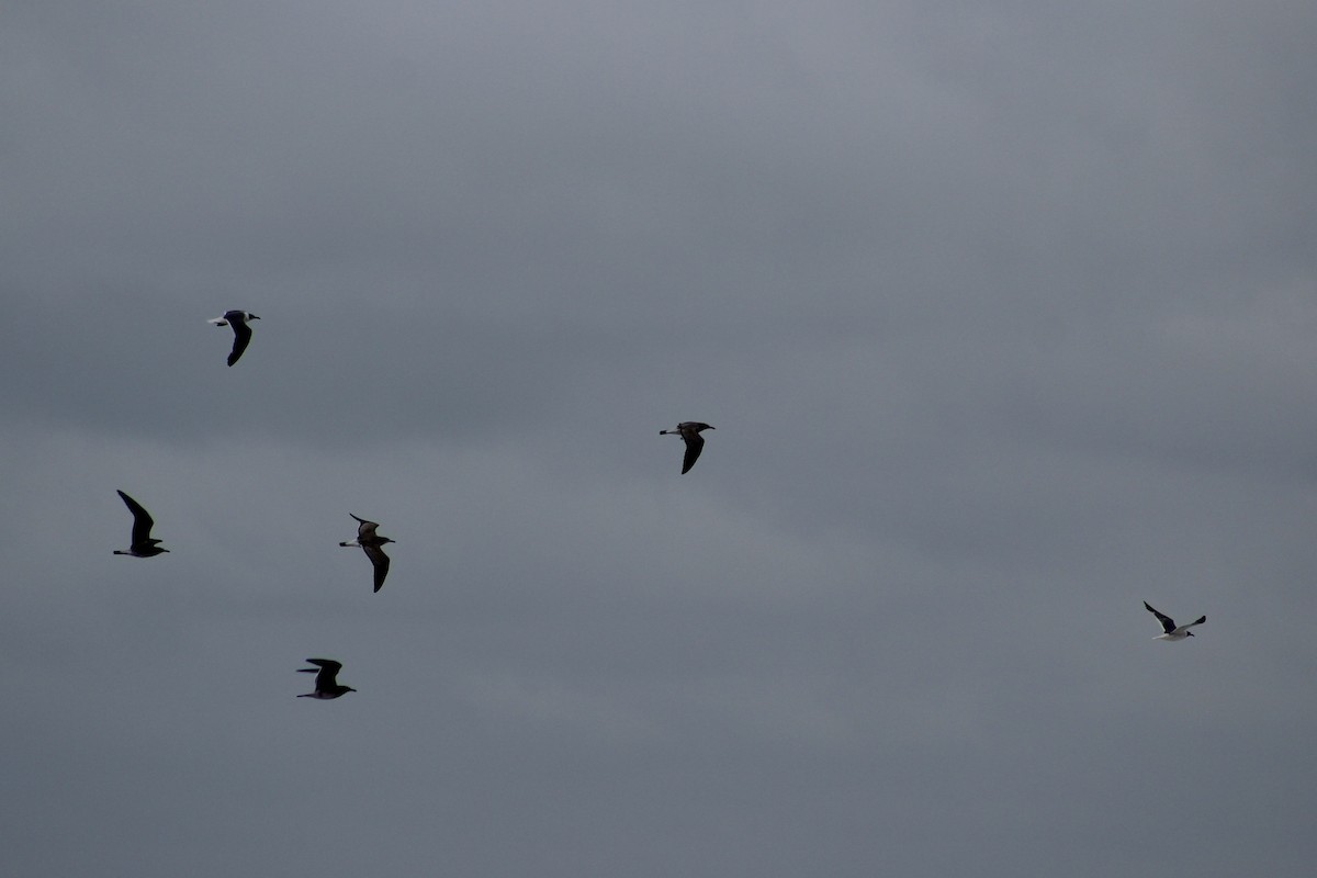 Laughing Gull - ML623968803