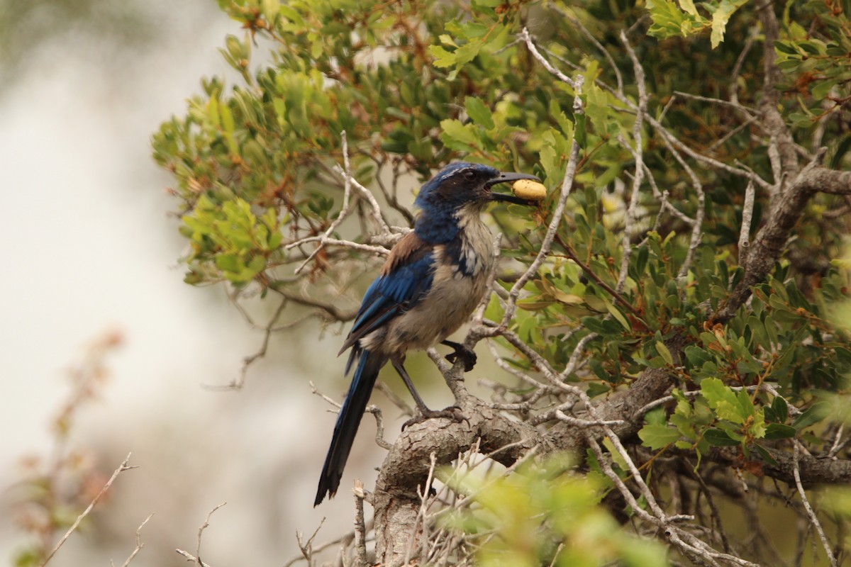 Island Scrub-Jay - ML623968811