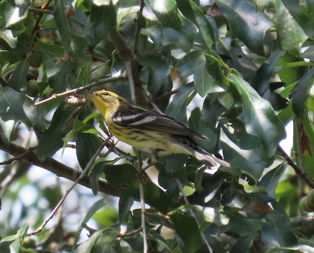 Blackburnian Warbler - Julie Mobley