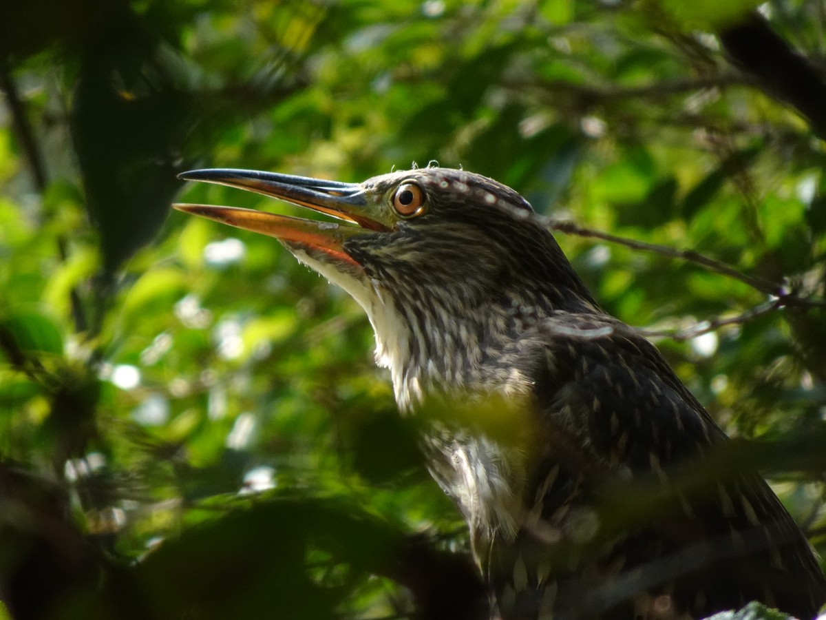 Black-crowned Night Heron - ML623968820