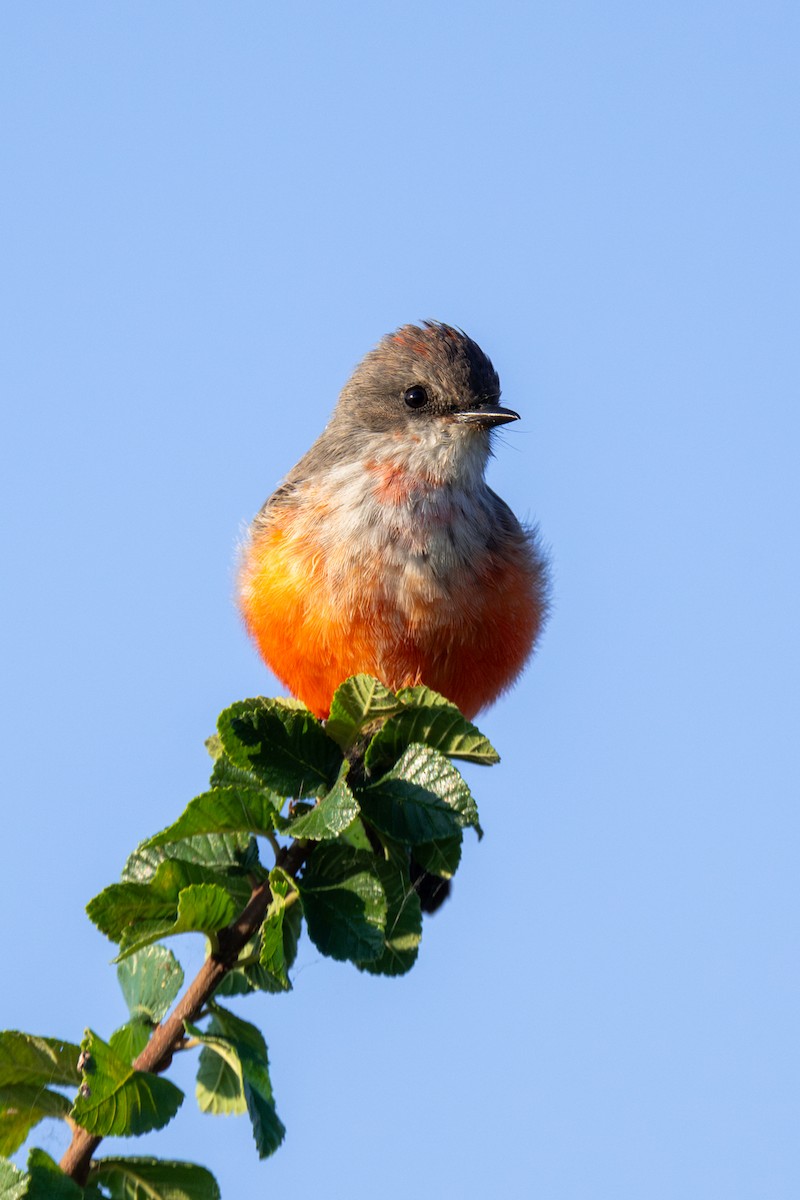 Vermilion Flycatcher - ML623968826