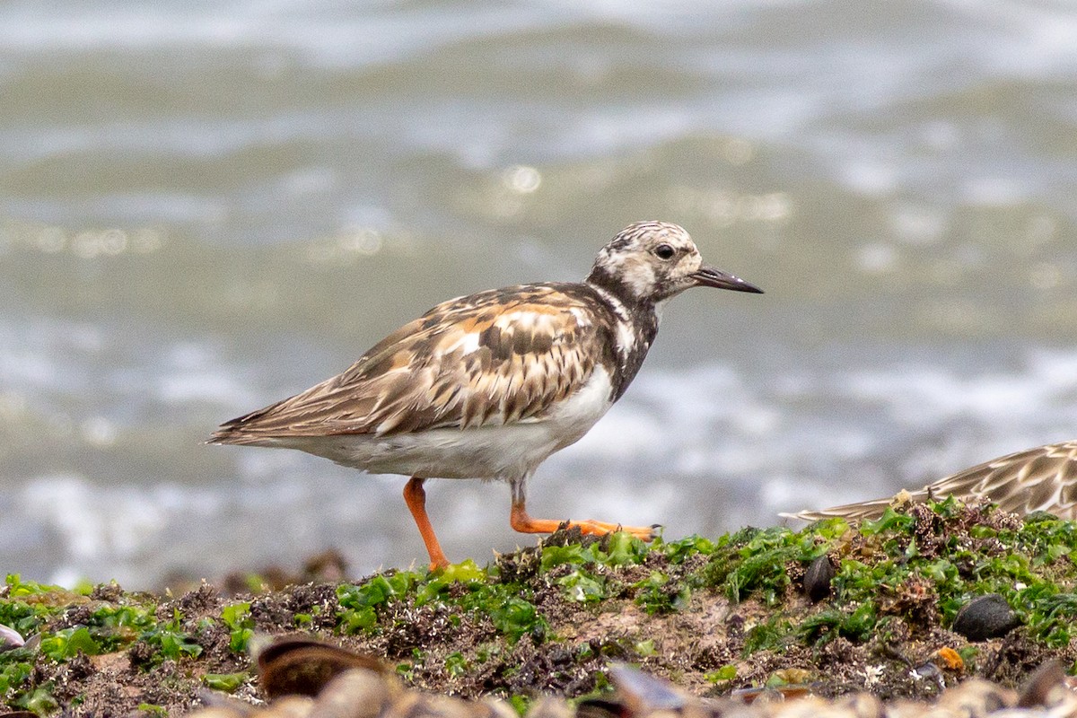 Ruddy Turnstone - ML623968827