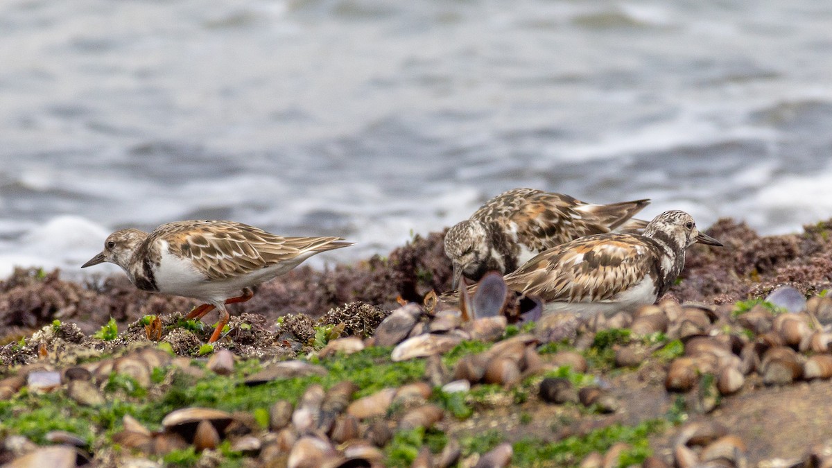 Ruddy Turnstone - ML623968828