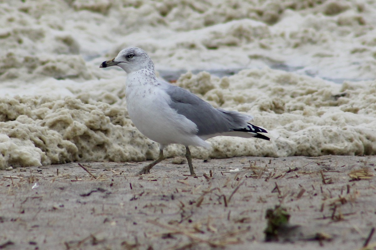 Ring-billed Gull - ML623968832