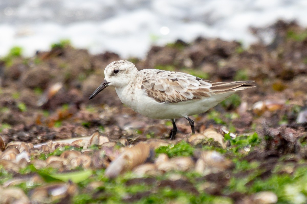 Sanderling - ML623968836