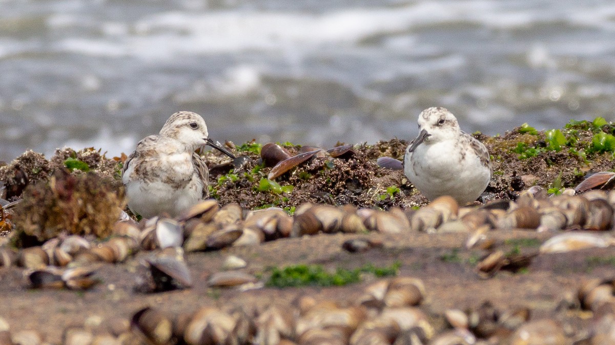 Sanderling - ML623968837