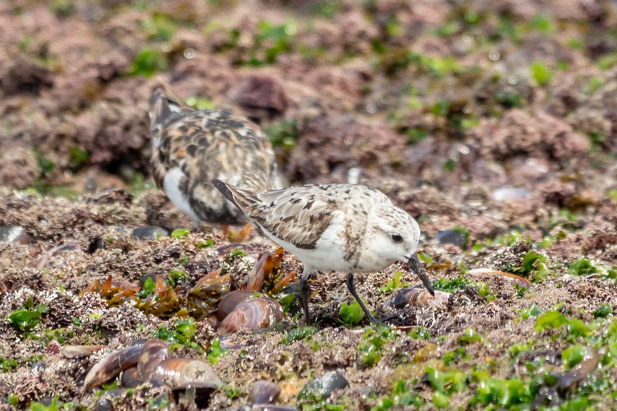 Sanderling - ML623968838