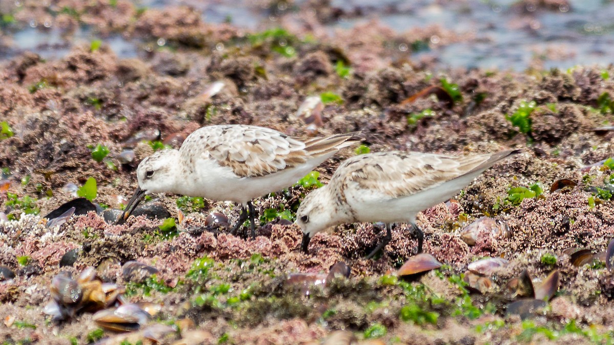 Sanderling - ML623968839