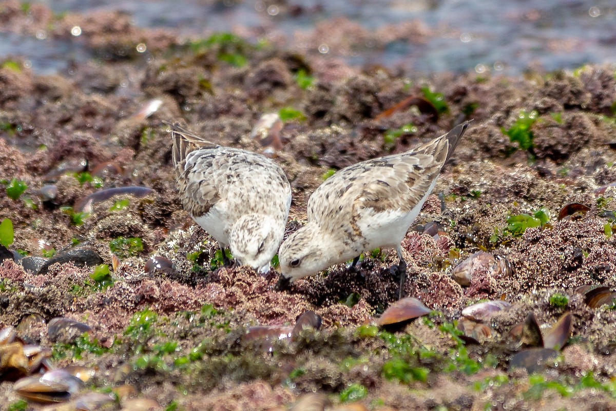 Sanderling - ML623968840