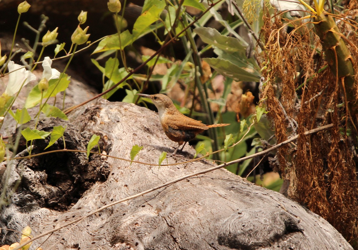 Canyon Wren - Braden Meyer