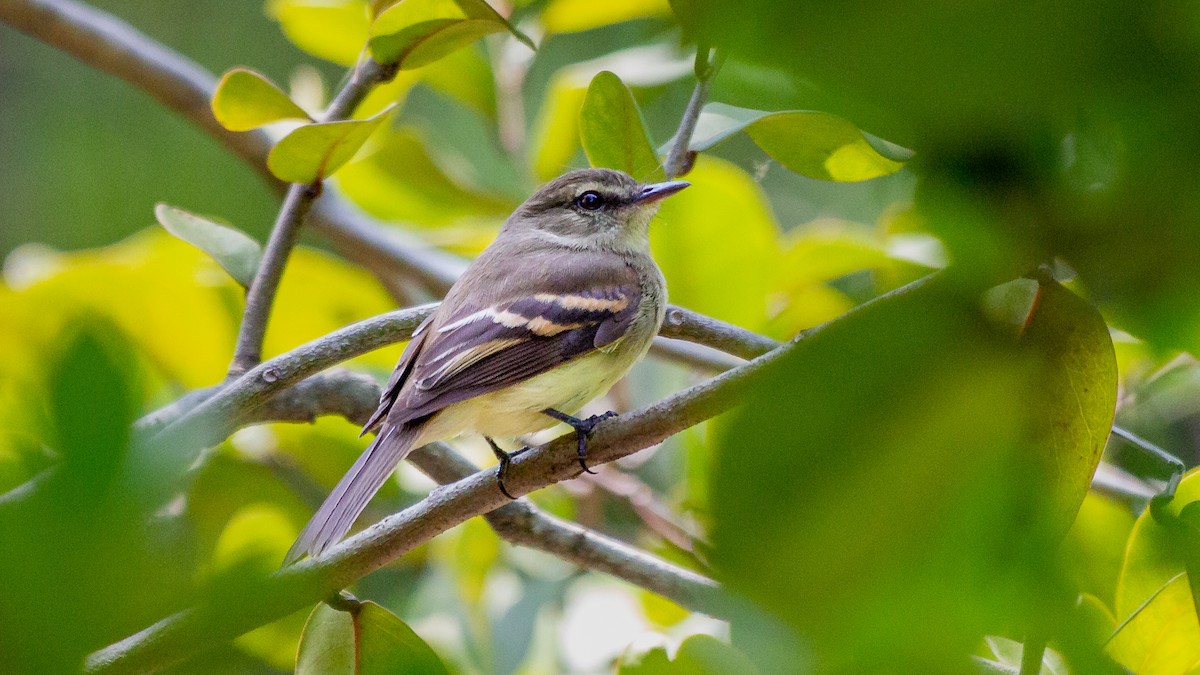 Fuscous Flycatcher - Fabrício Reis Costa