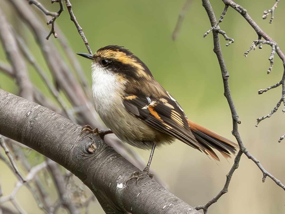 Thorn-tailed Rayadito - Peter Kondrashov