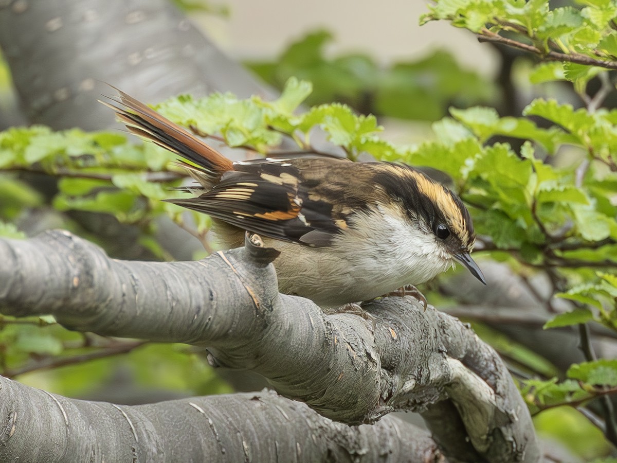 Thorn-tailed Rayadito - ML623968885