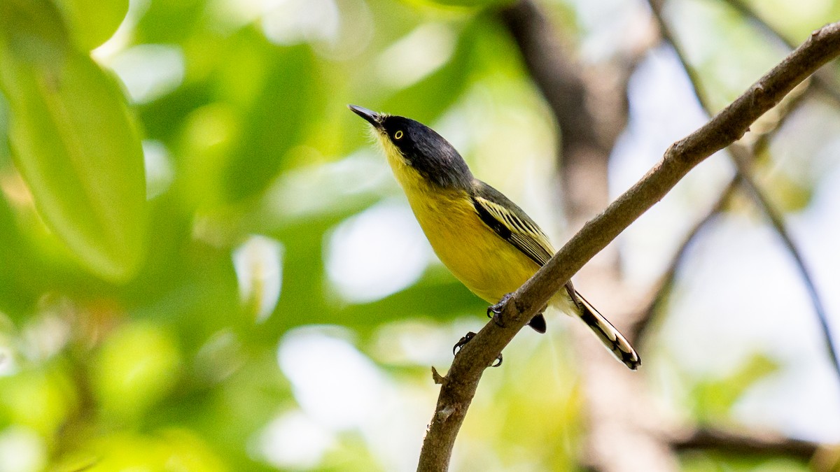 Common Tody-Flycatcher - ML623968887