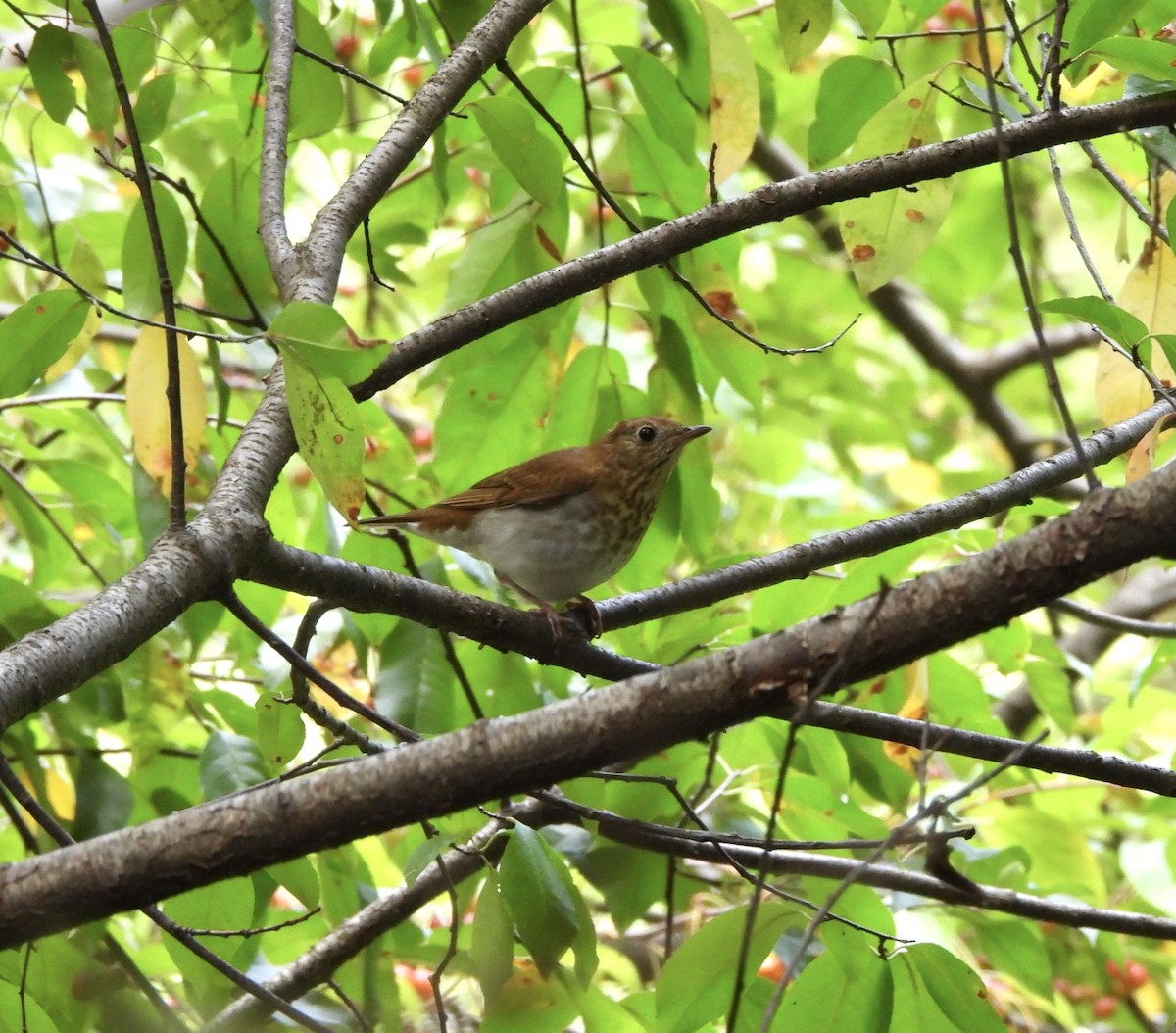 Veery - ML623968923