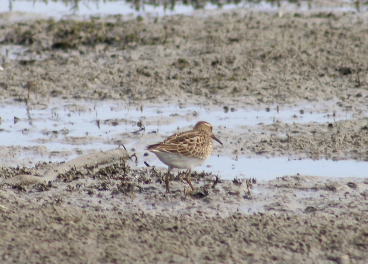 Least Sandpiper - kim nordquest