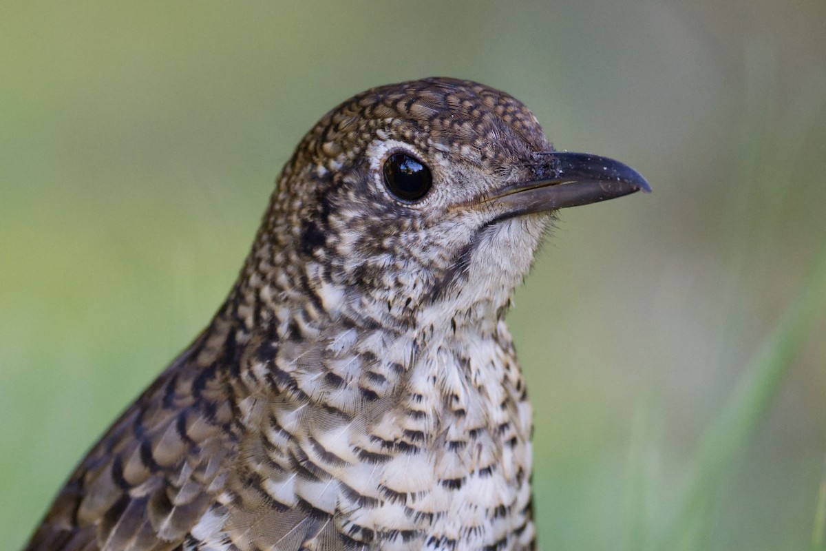 Bassian Thrush - ML623968936