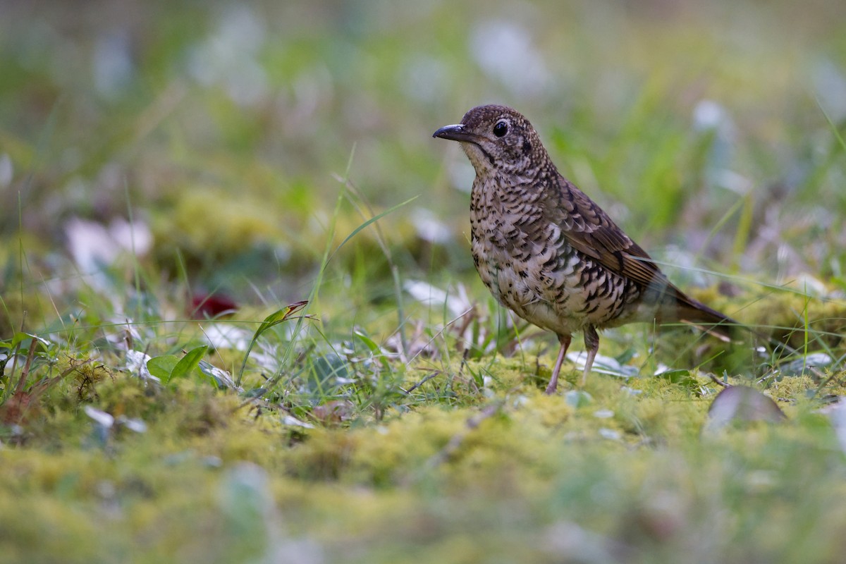 Bassian Thrush - ML623968937