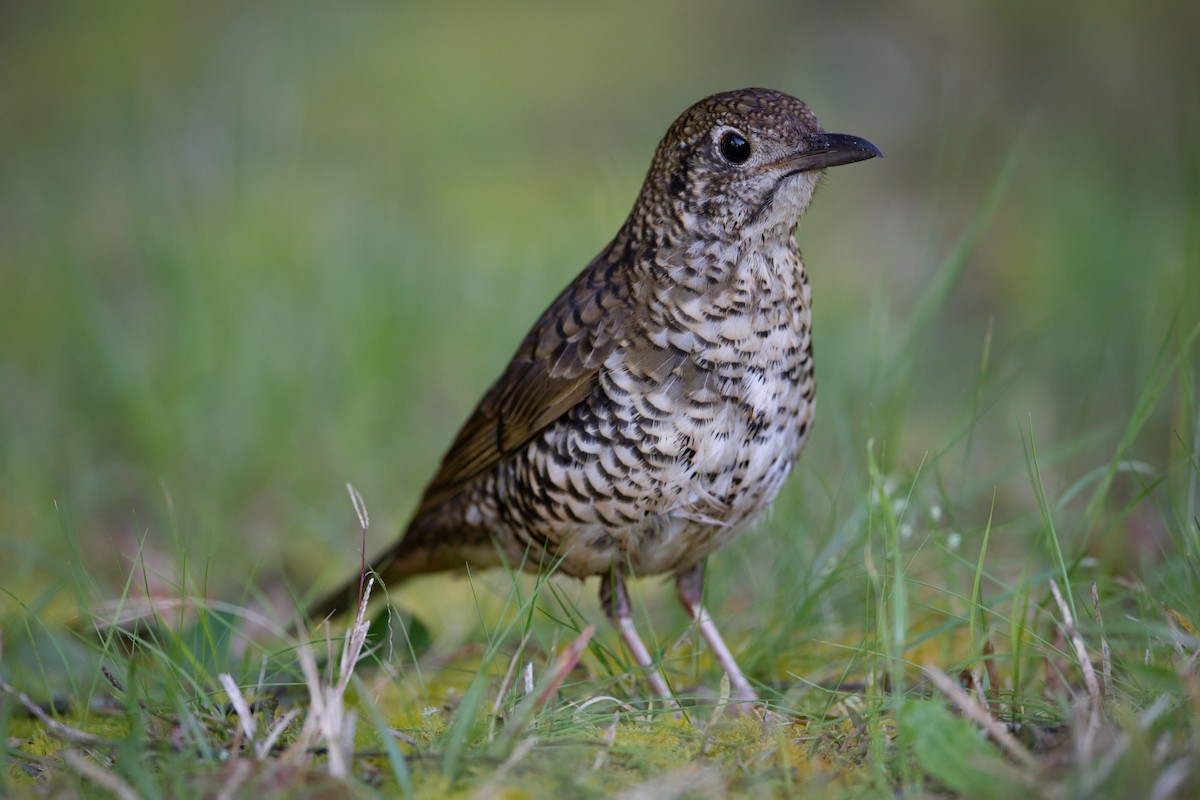 Bassian Thrush - ML623968938