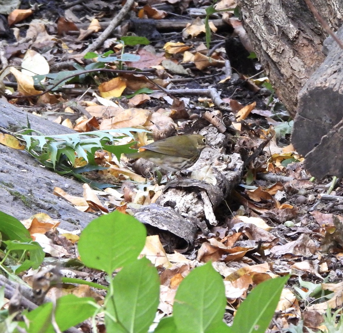 Ovenbird - ML623968940