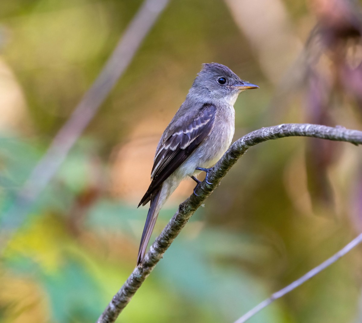 Eastern Wood-Pewee - ML623968942