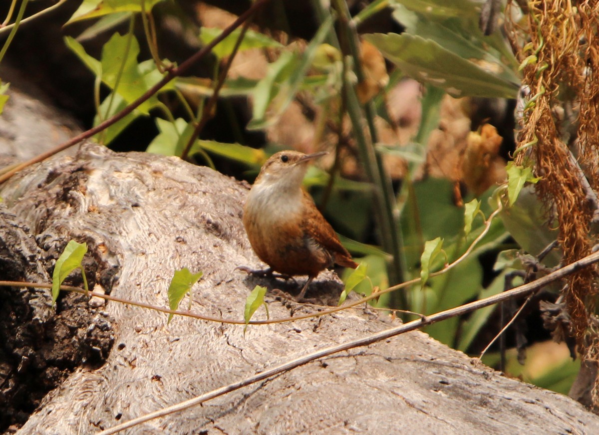 Canyon Wren - ML623968944