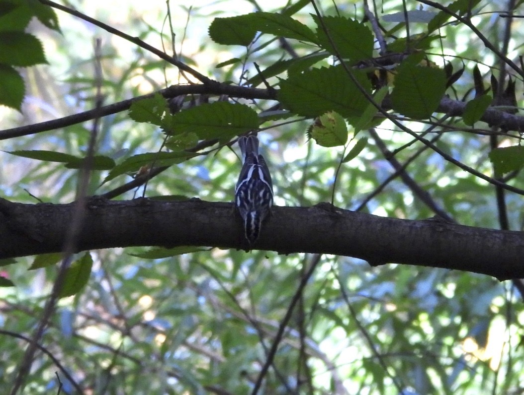 Black-and-white Warbler - ML623968950