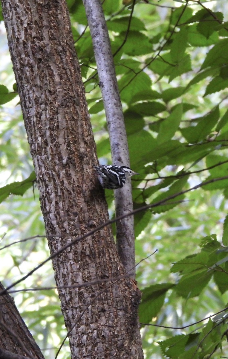Black-and-white Warbler - ML623968951