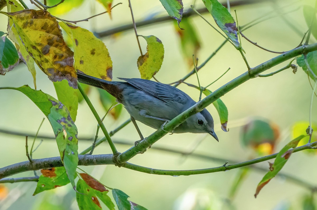 Gray Catbird - ML623968952