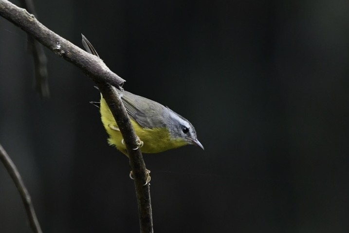 Golden-crowned Warbler - ML623968955