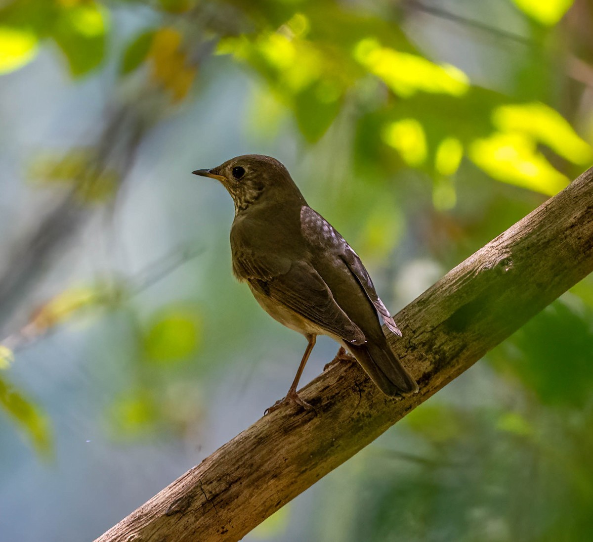 Gray-cheeked Thrush - ML623968957