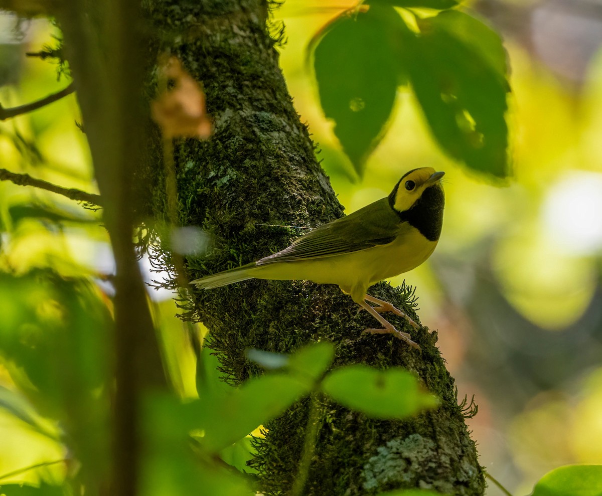 Hooded Warbler - ML623968970