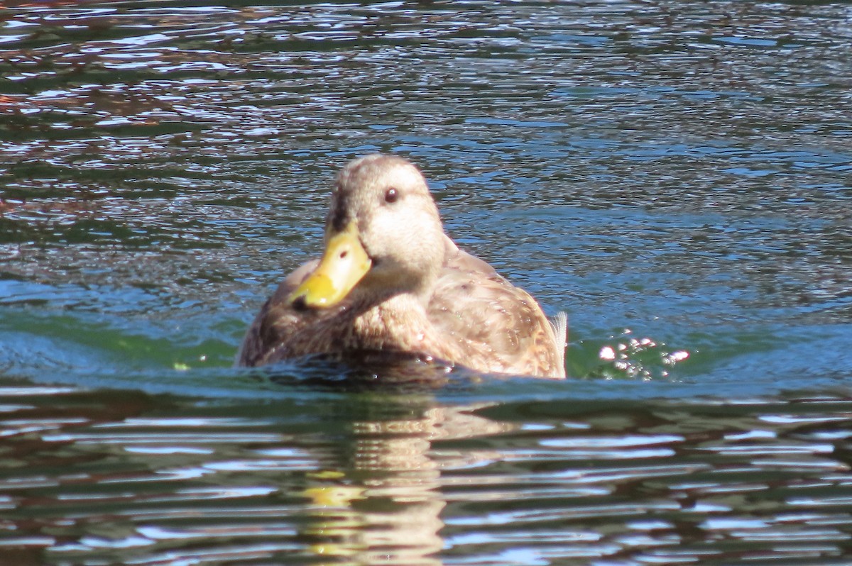 Canard colvert ou C. du Mexique - ML623968973