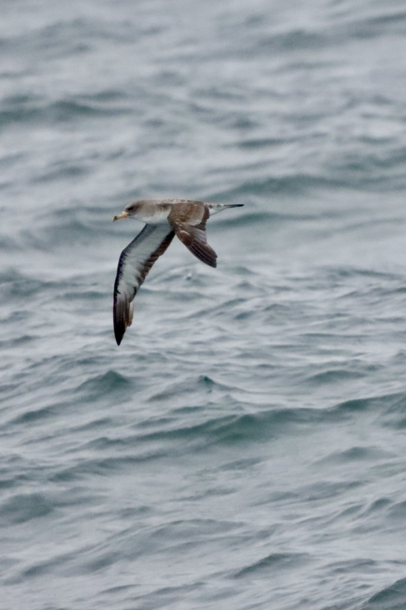 Cory's Shearwater - ML623968985