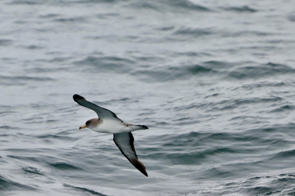 Cory's Shearwater - MacKenzie McKnight