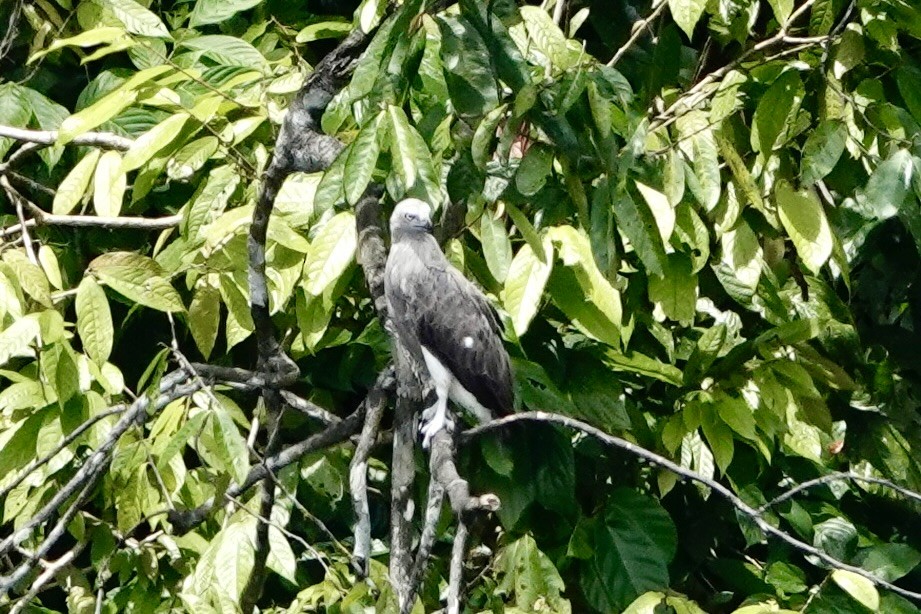 Lesser Fish-Eagle - ML623968999