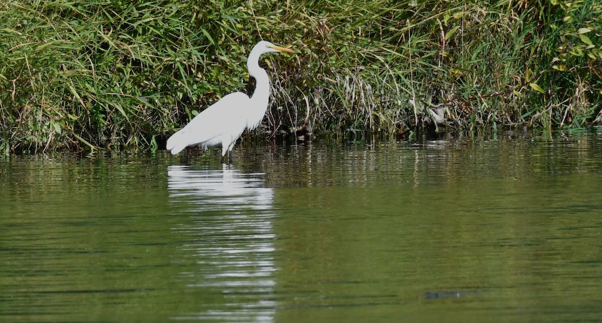 Great Egret - ML623969000