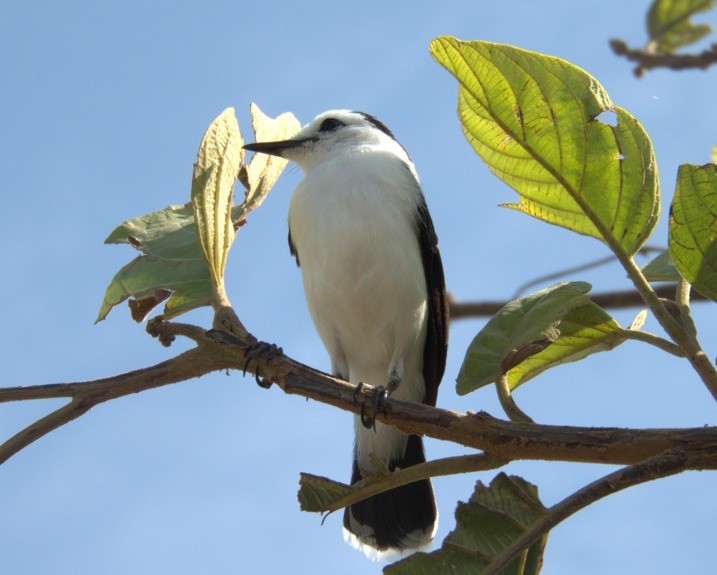 Pied Water-Tyrant - ML623969007