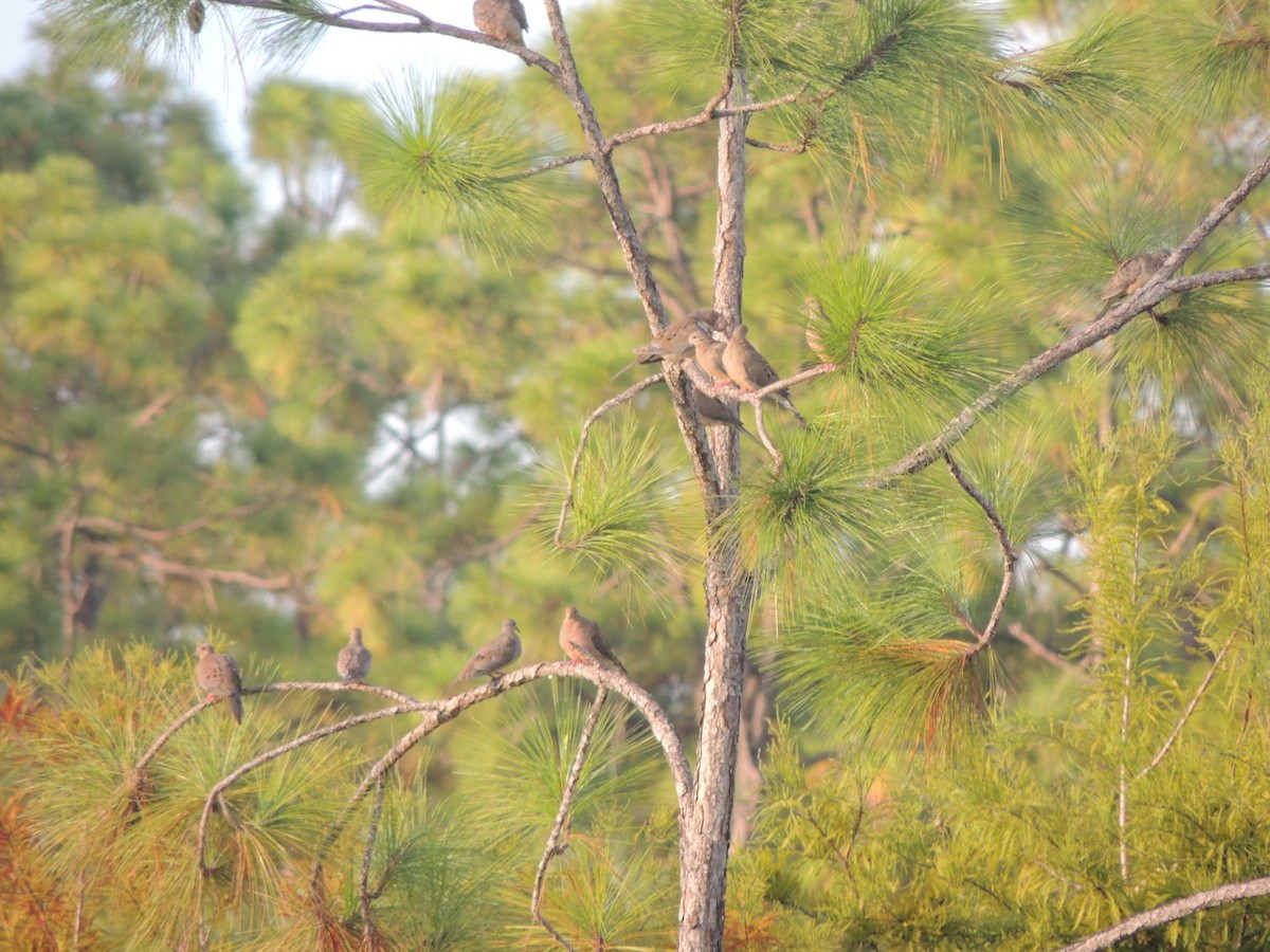 Mourning Dove - ML623969015