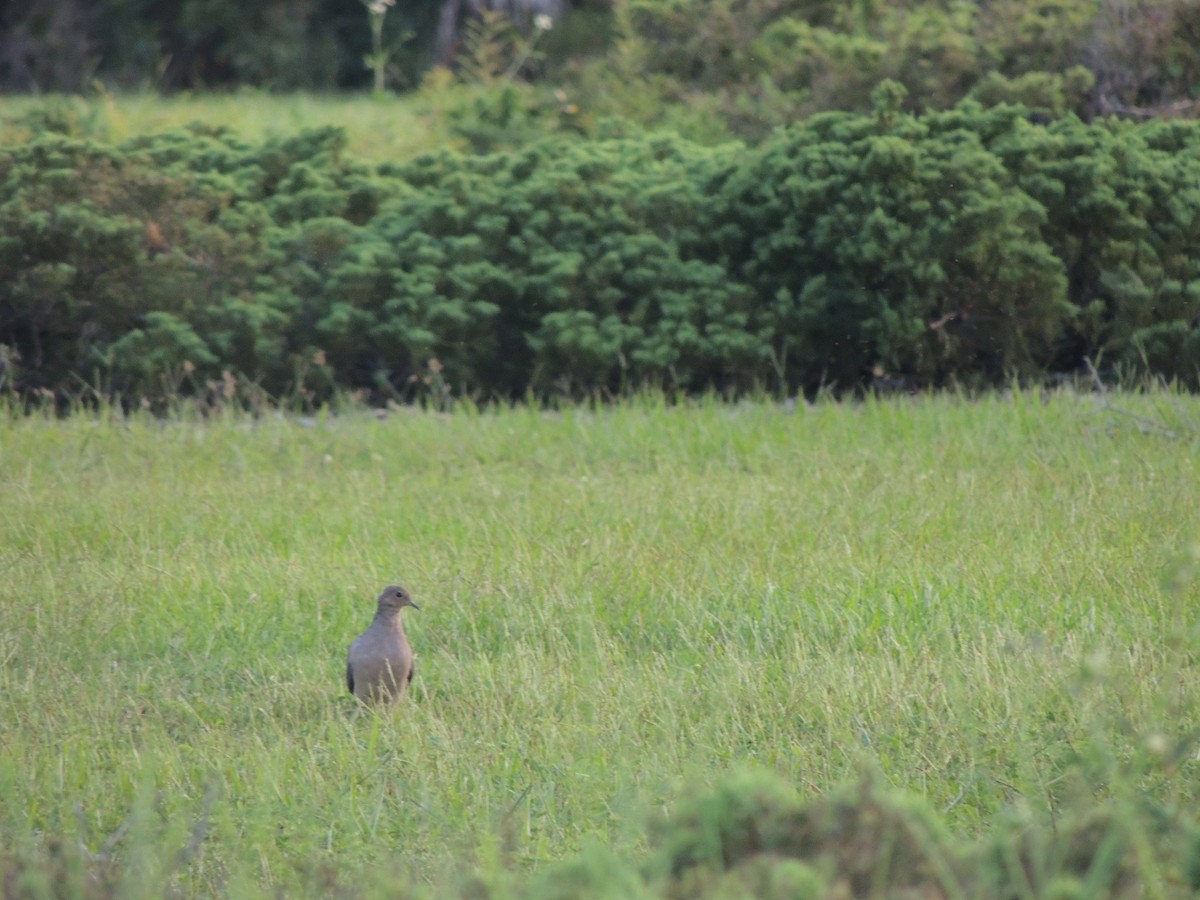 Mourning Dove - ML623969030