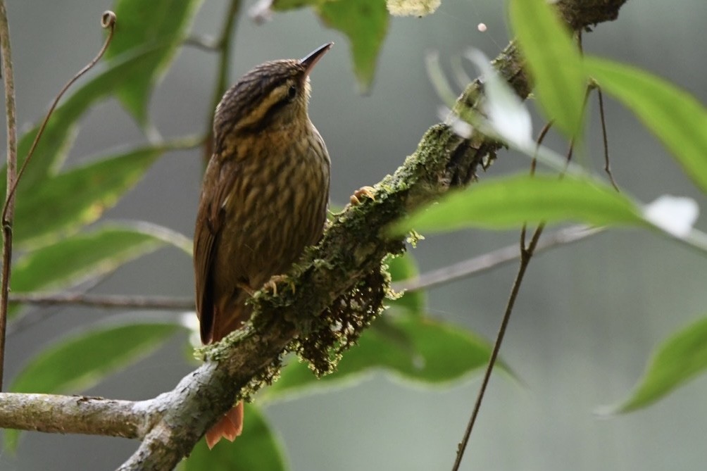 Sharp-billed Treehunter - ML623969033