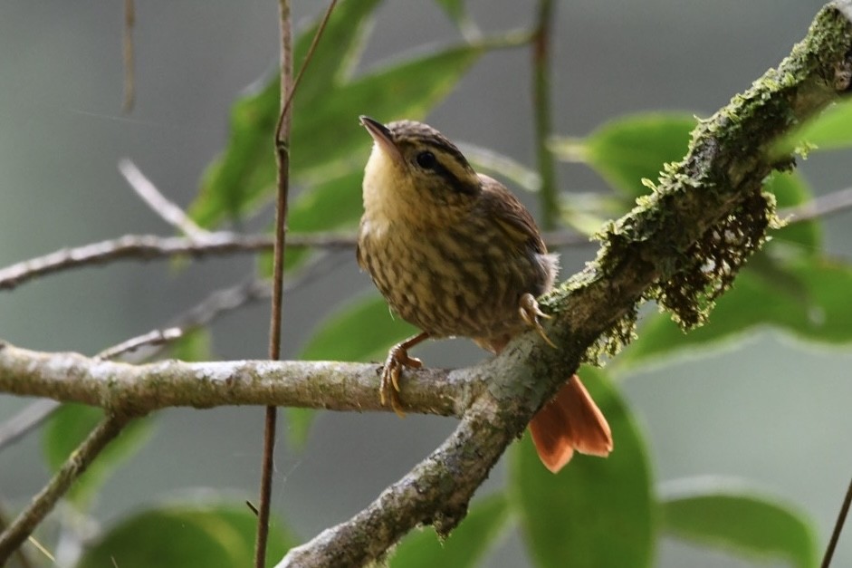 Sharp-billed Treehunter - ML623969034