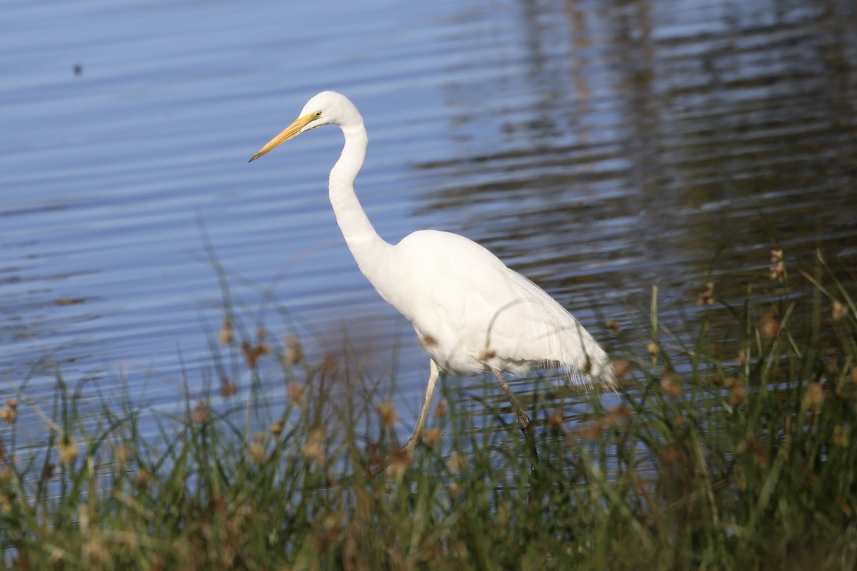 Great Egret (modesta) - ML623969041