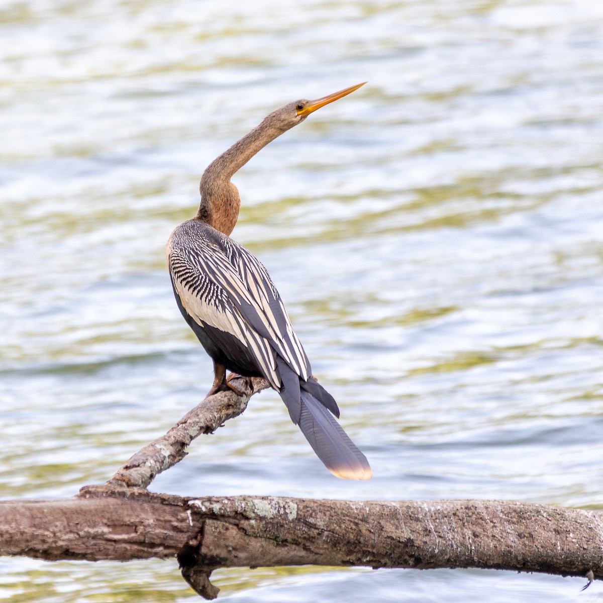 Anhinga - ML623969059