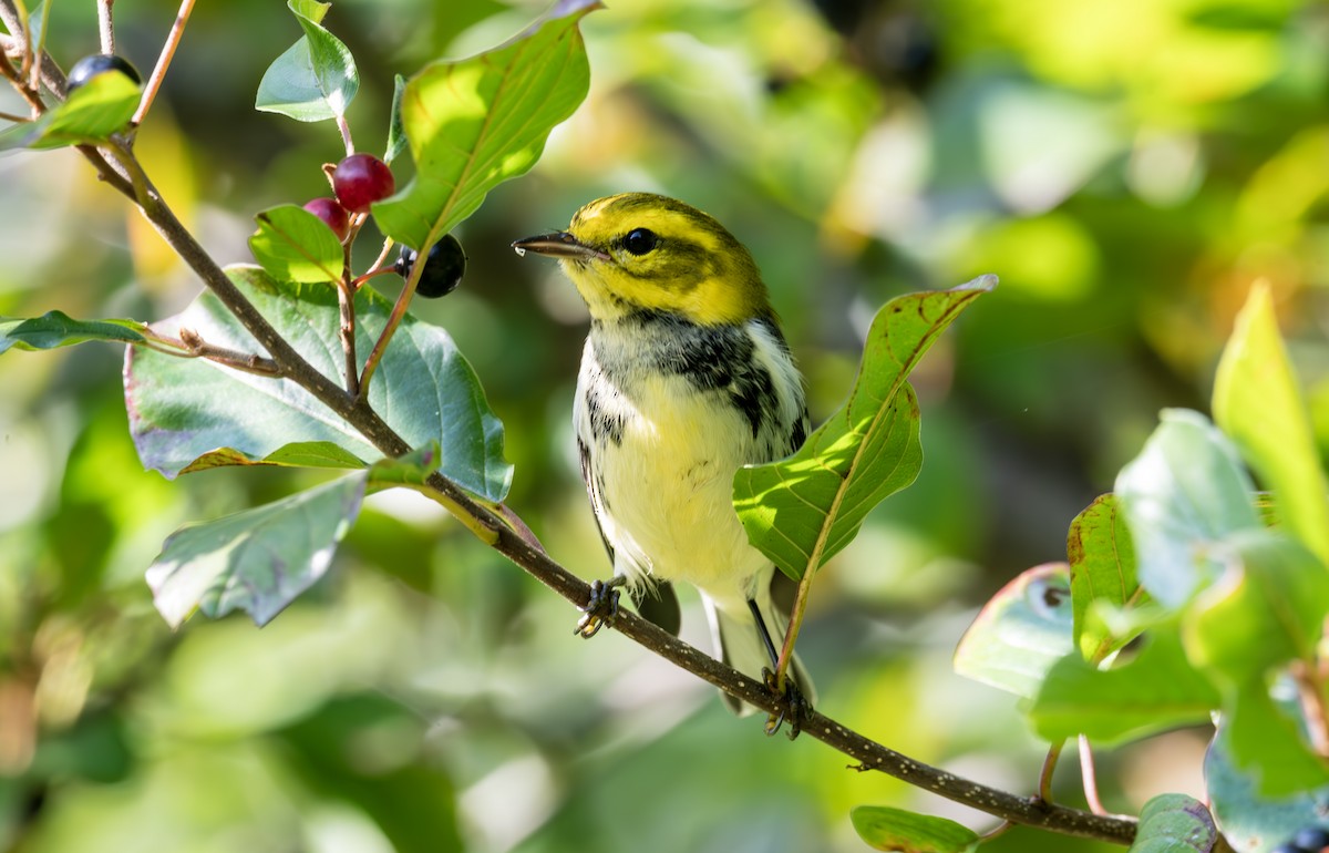 Black-throated Green Warbler - ML623969060