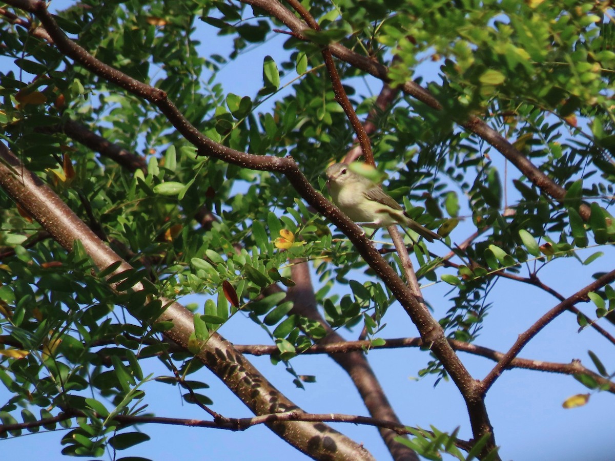 Philadelphia Vireo - ML623969067