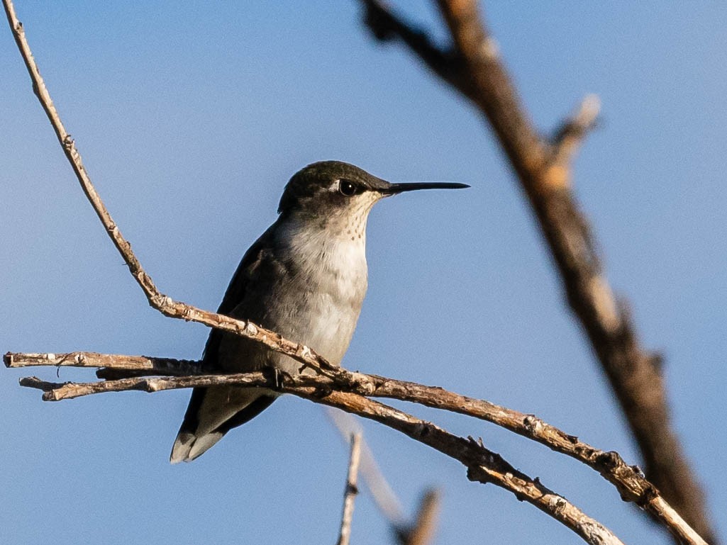 Ruby-throated Hummingbird - Bob Friedrichs