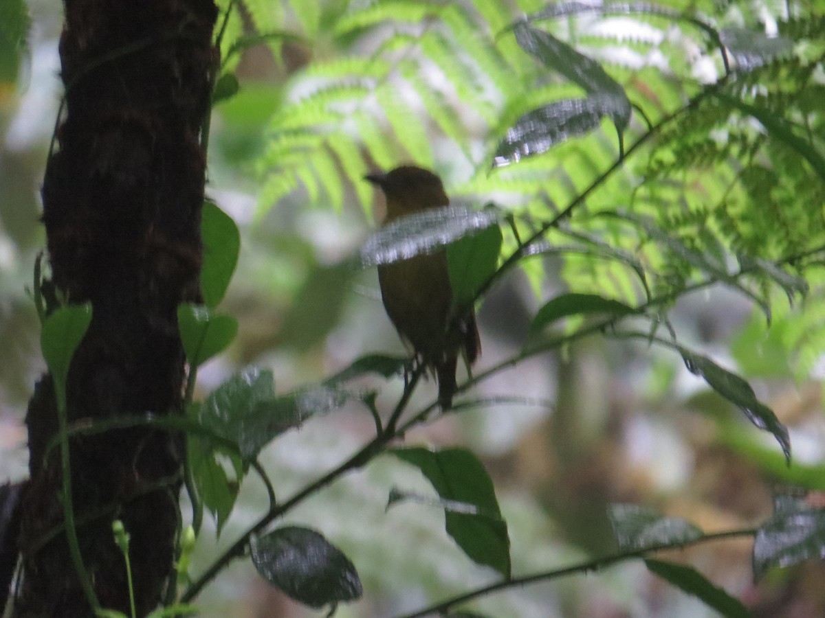 Tawny-crested Tanager - ML623969084