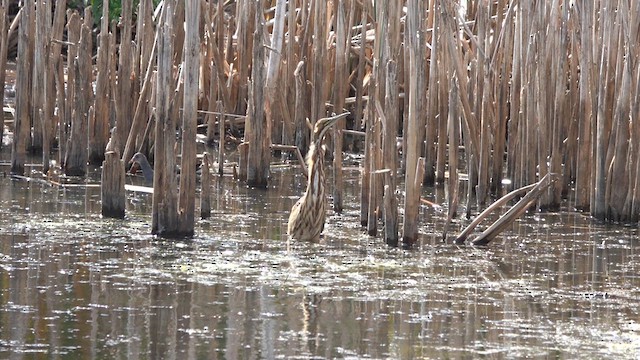 American Bittern - ML623969090